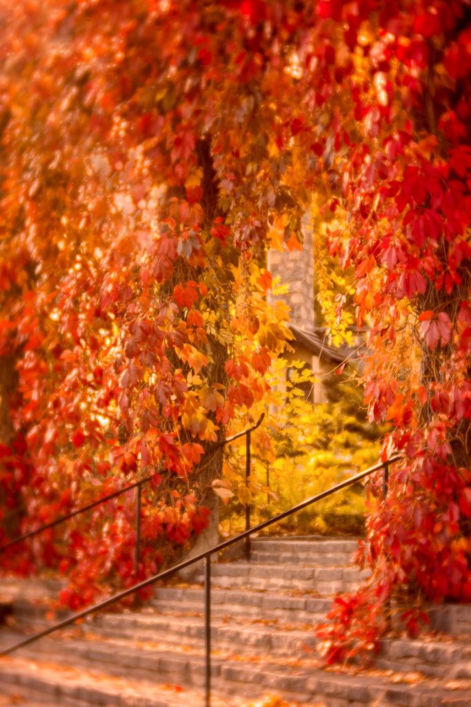 Autumn foliage at Millesgården, Stockholm (Sweden)