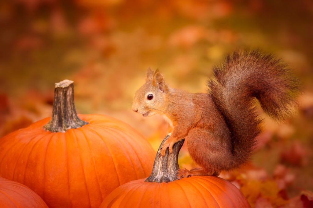 A red squirrel atop a pumpkin