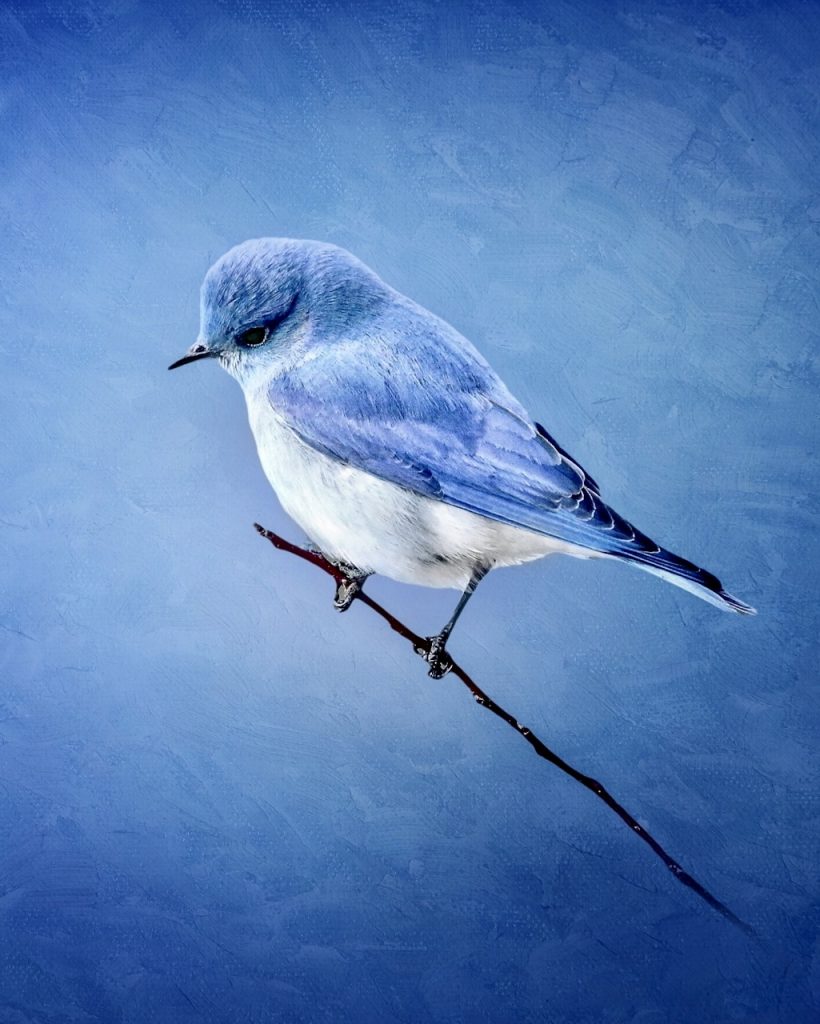 A bluebird