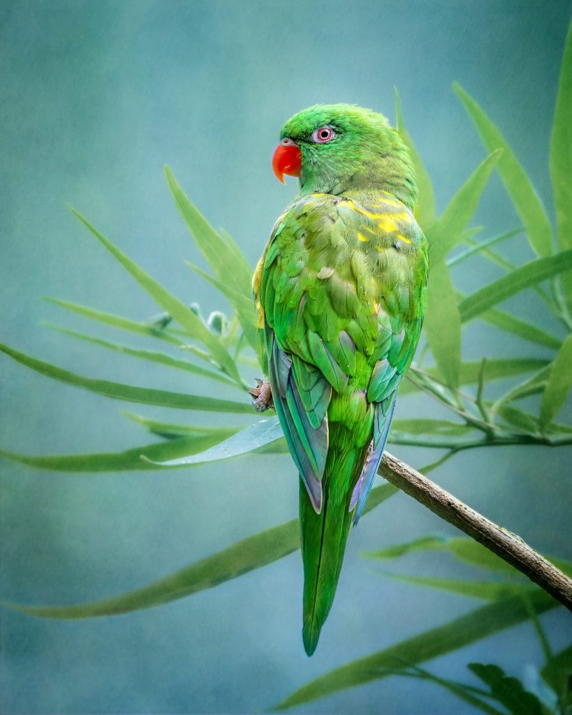 Scaly-breasted lorikeet (Trichoglossus chlorolepidotus) sitting on a branch