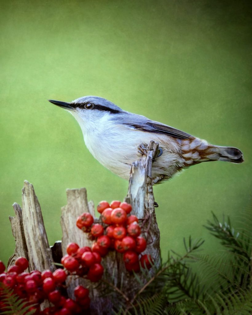 Wood nuthatch (Sitta europaea)