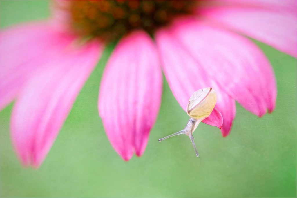 Close-up of a a tiny snail peering down over the edge of a cone flower