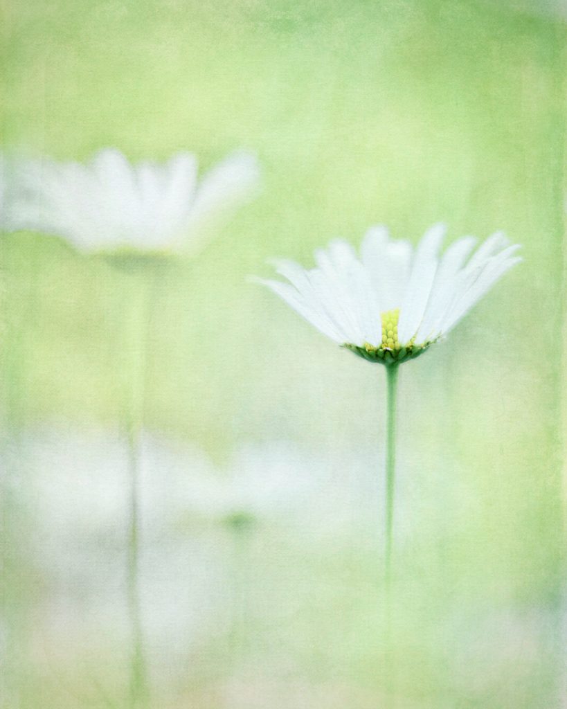 Close-up of daisies