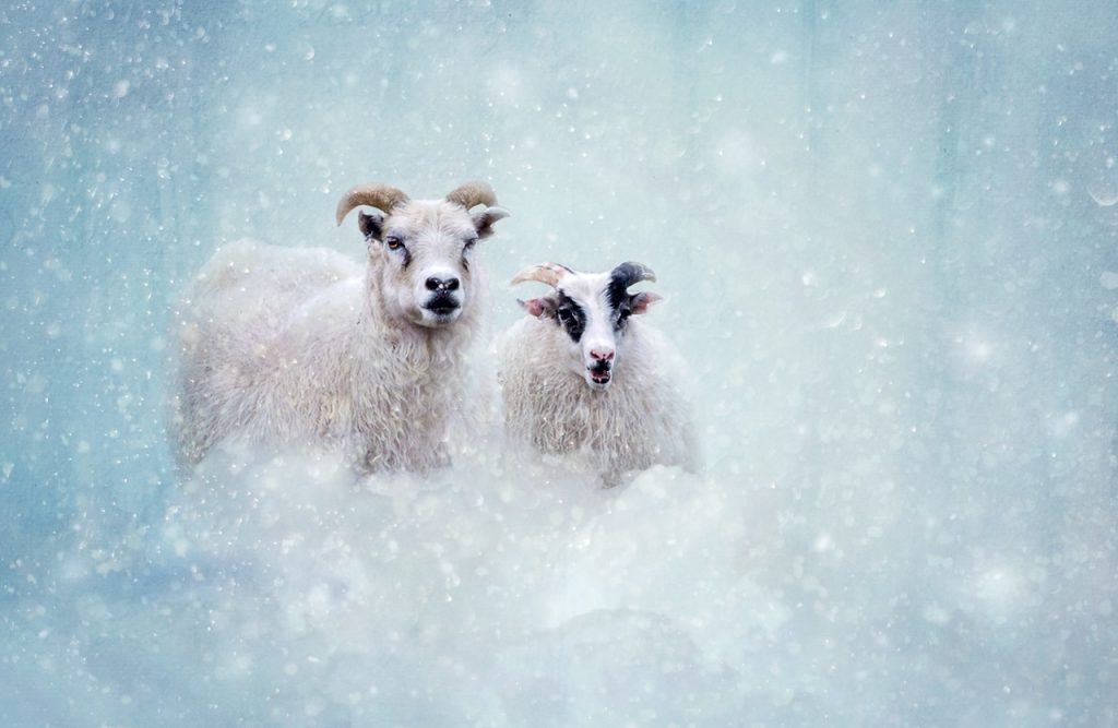 Two sheep in the snow