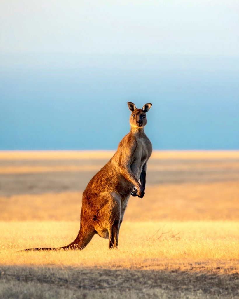A standing Kangaroo Island kangaroo male 