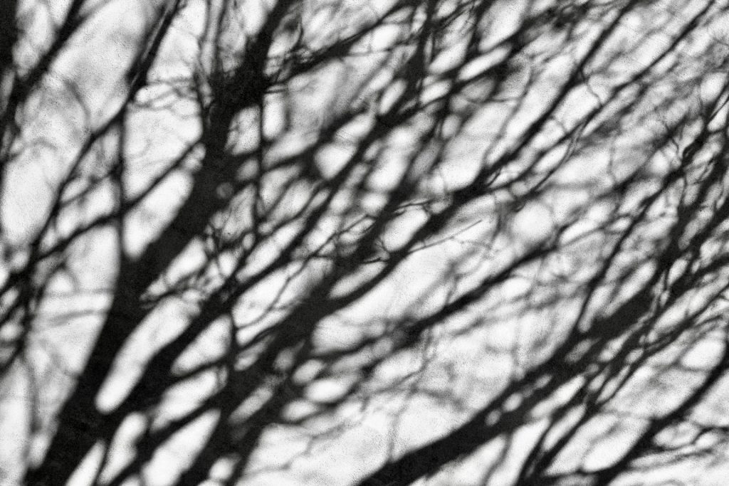 Shadow of tree branches on a wall