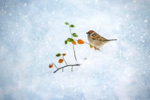 Eurasian tree sparrow (Passer montanus)