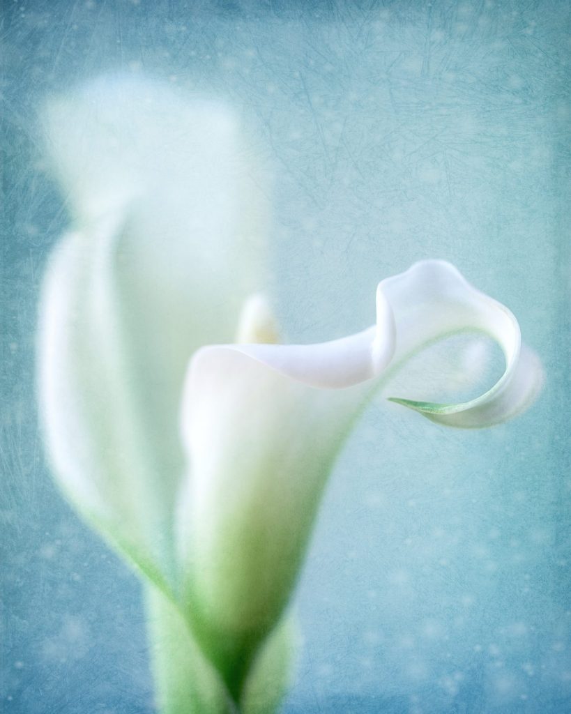 Close-up of white calla on a light blue background.