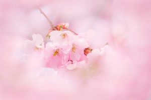 Cherry tree flowers