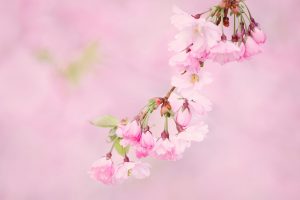 Cherry tree flowers