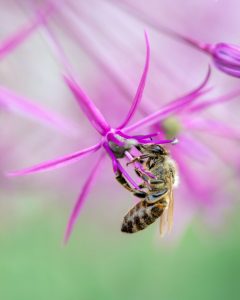 European honey bee (Apis mellifera