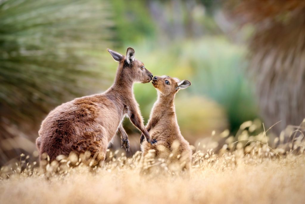 A pair of Kangaroo Island kangaroo holding hands