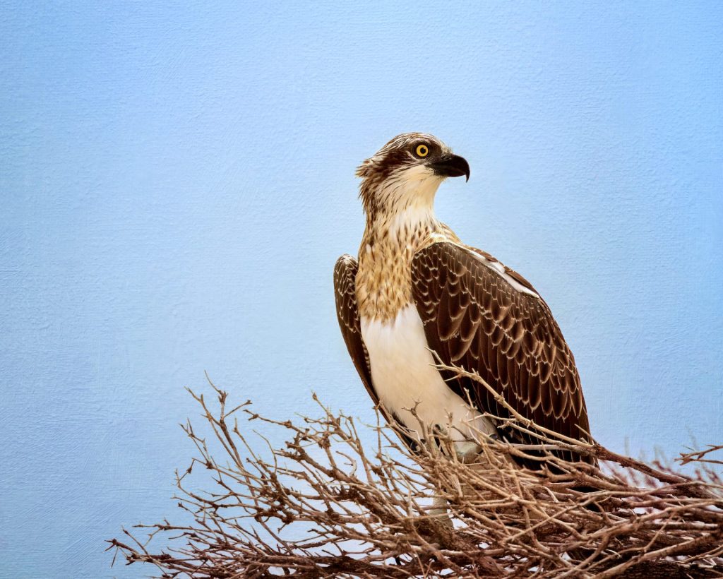 Eastern osprey (Pandion haliaetus cristatus) on Kangaroo Island, South Australia