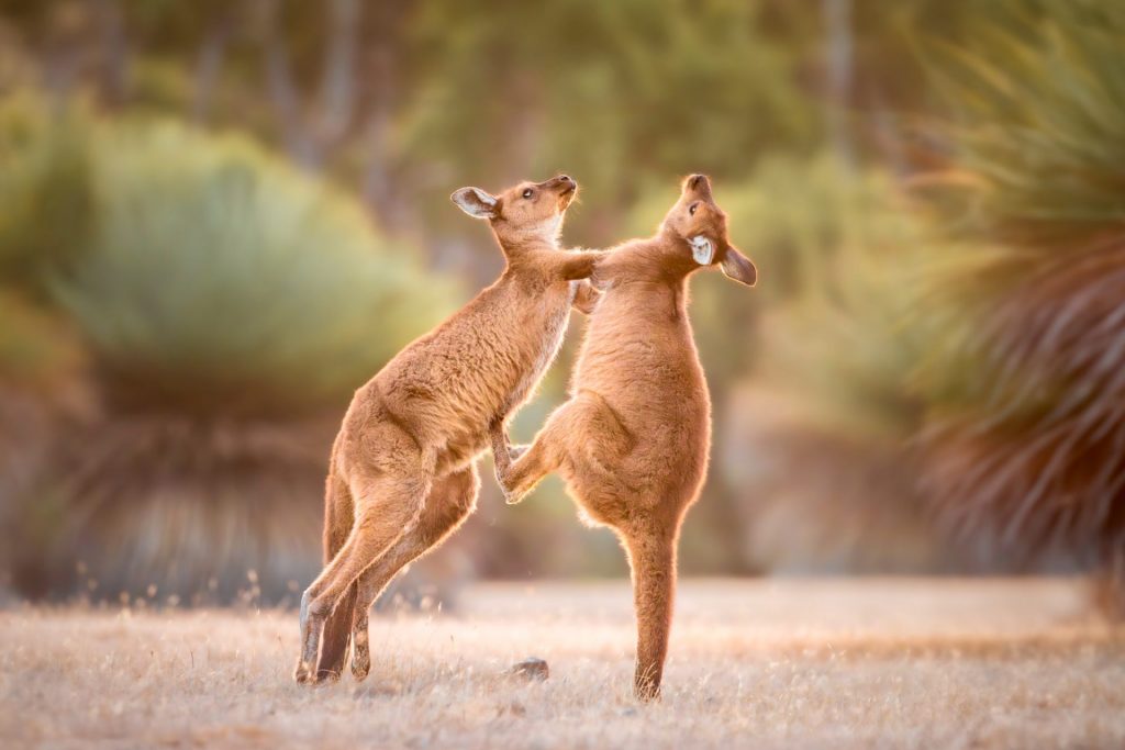Boxing Kangaroo Island Kangaroos (Macropus fuliginosus fuliginosus) at sunset