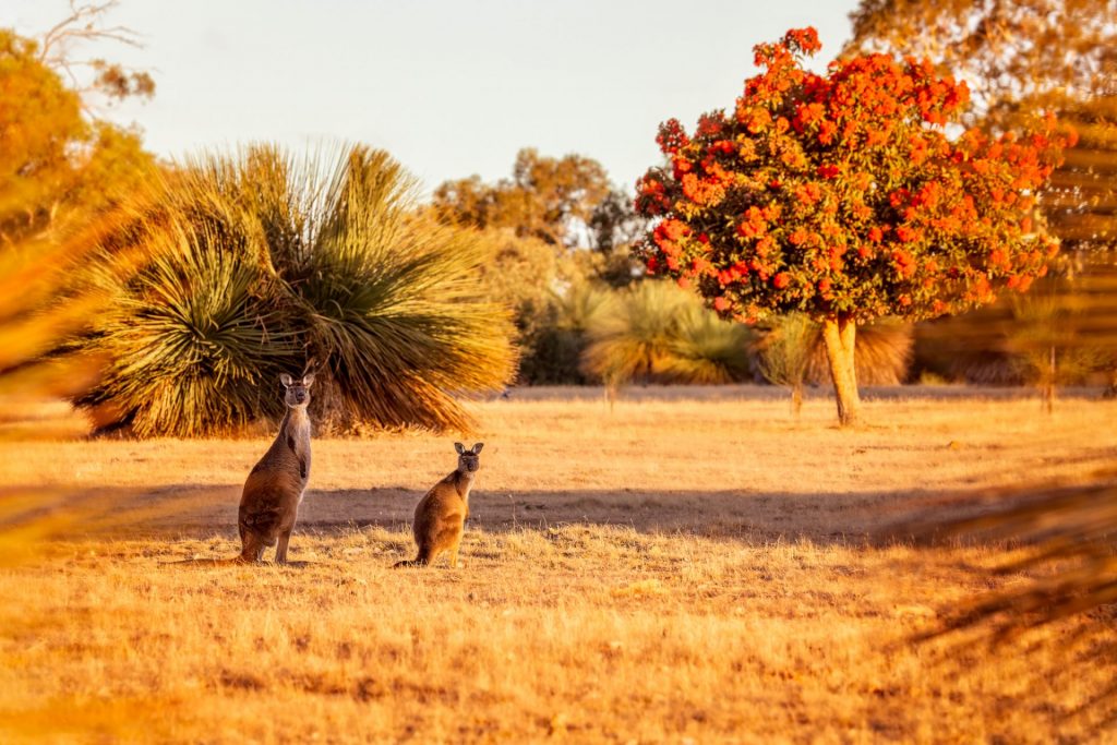 Two Kangaroo Island kangaroos at sunset