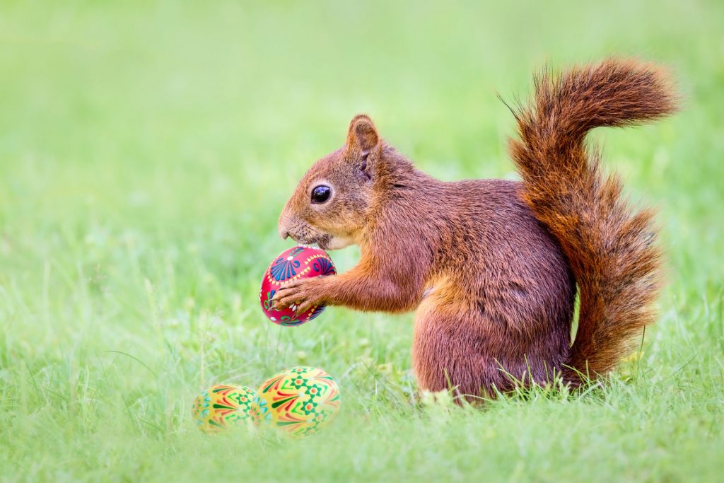 Red squirrel holding an Ester egg