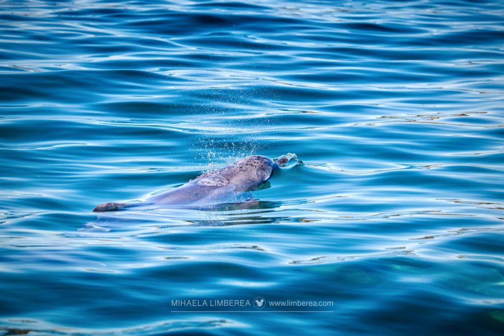 Bottlenose dolphin