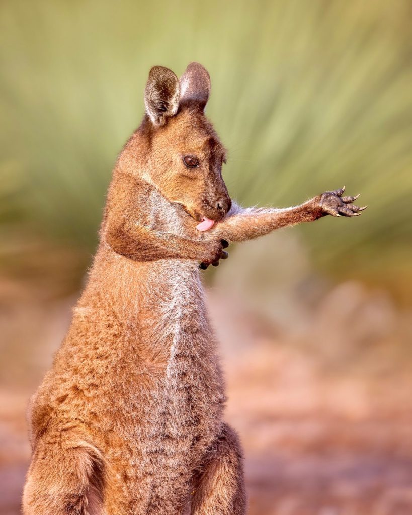 A Kangaroo Island kangaroo joey (Macropus fuliginosus fuliginosus) grooms itself at sunrise on Kangaroo island, South Australia.