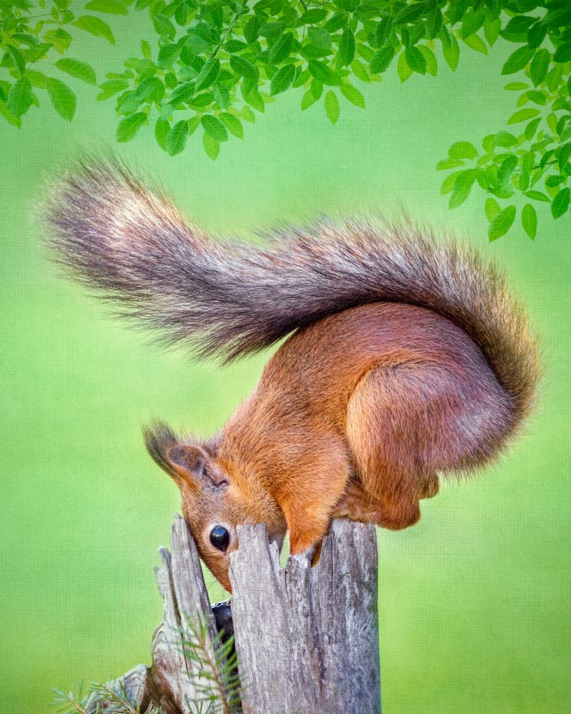 Red squirrel searching a tree stump