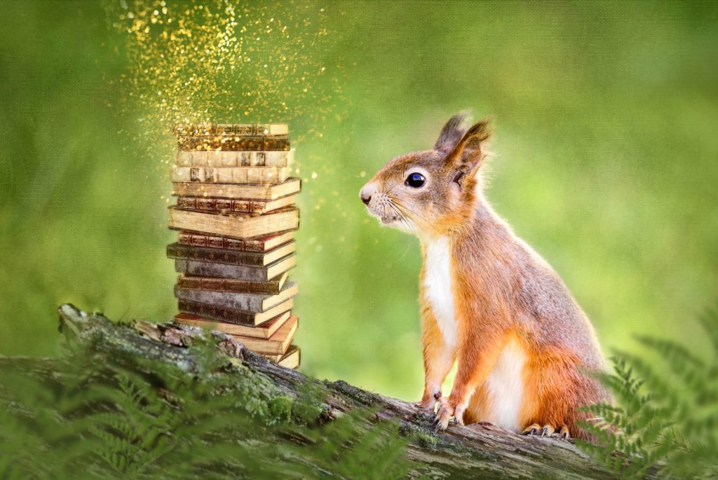 Squirrel and books