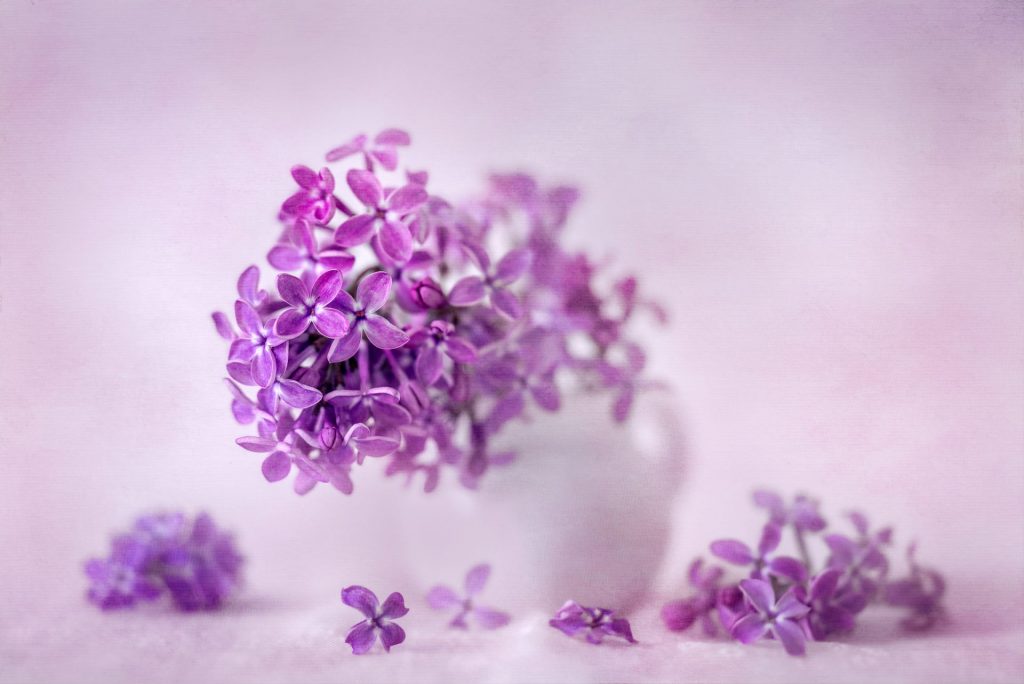 White vase with purple lilac