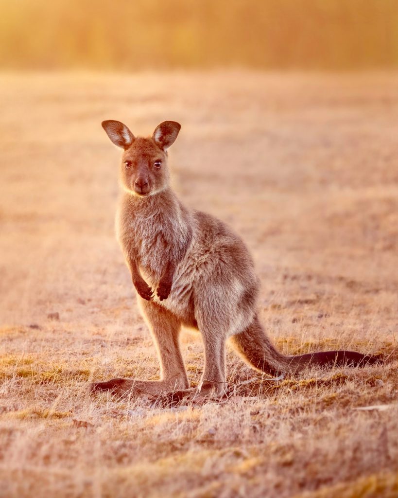 Kangaroo Island kangaroo joey at sunset