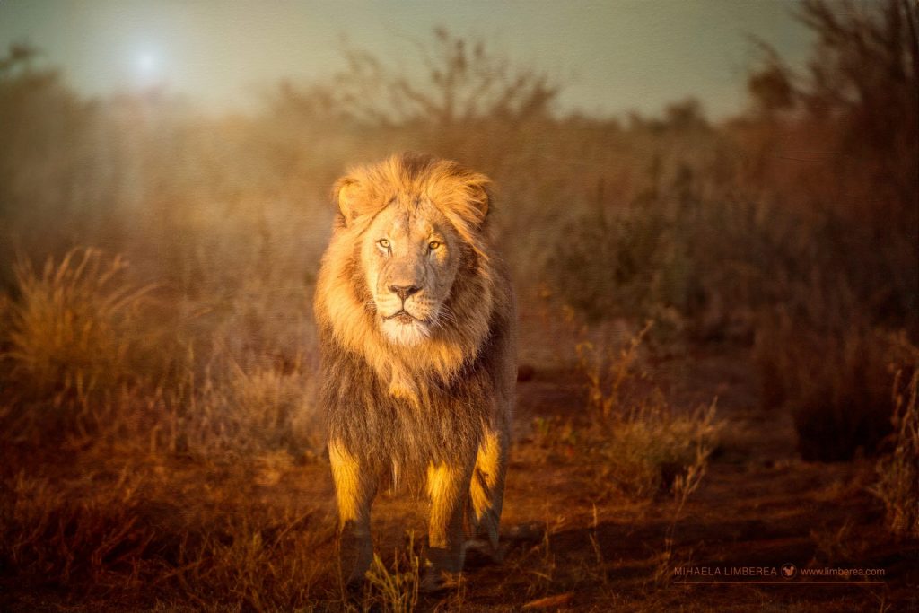 A lion 