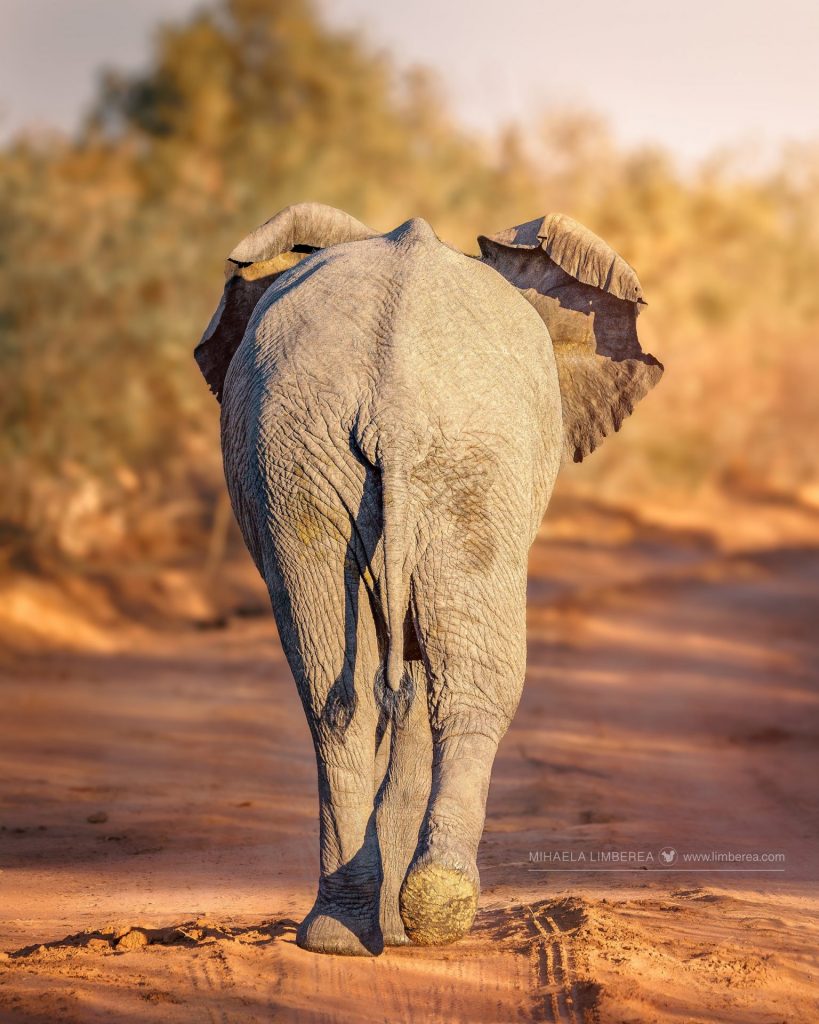 Walking elephant