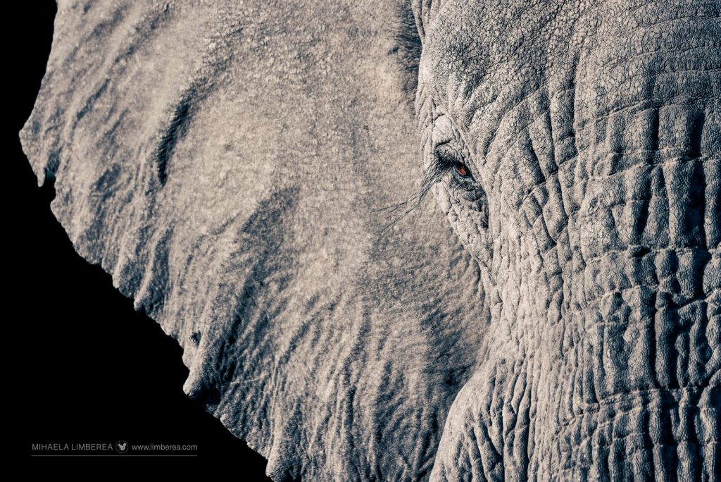 Elephant portrait in black and white