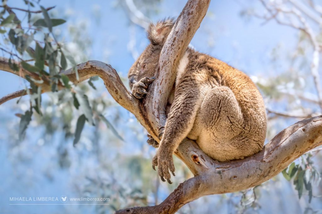 Koala
