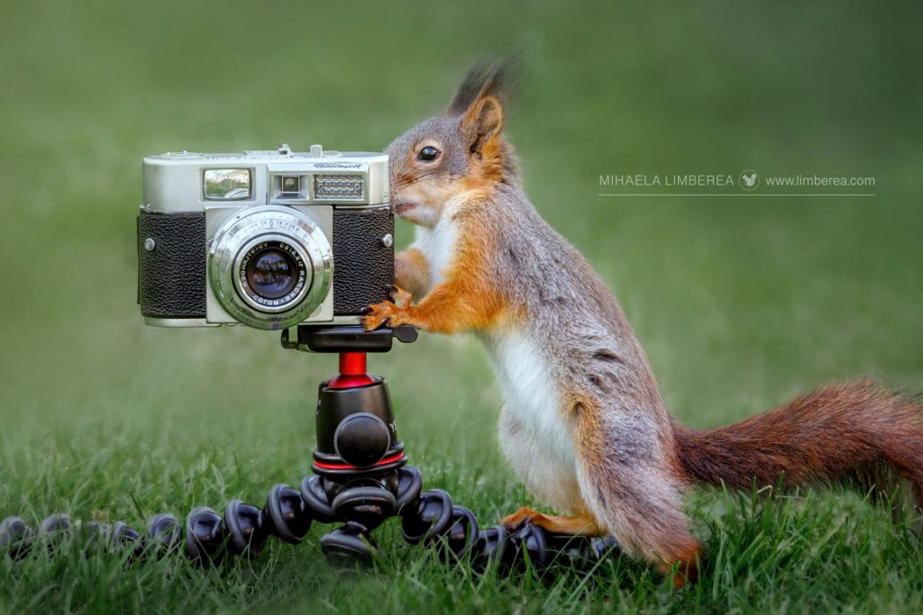 Red squirrel and camera