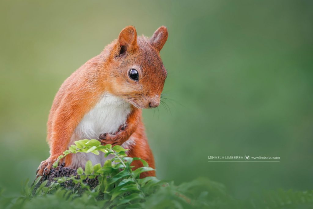 Close-up of a red squirrel