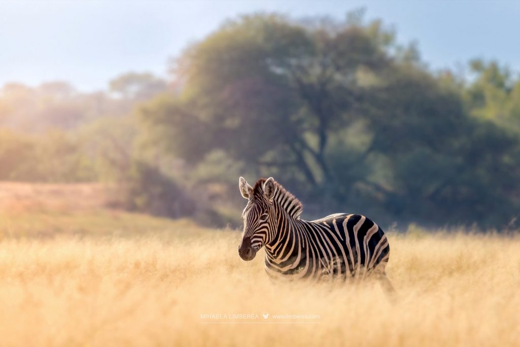 A zebra walks leisurely ahead of its harem in the Marakele National Park, South Africa.