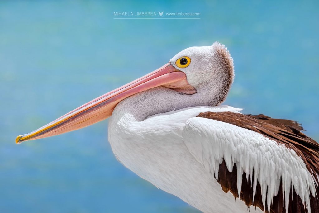 Close-up of an Australian pelican (Pelecanus conspicillatus)