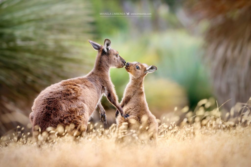 Kangaroo Island Kangaroos holding paws 