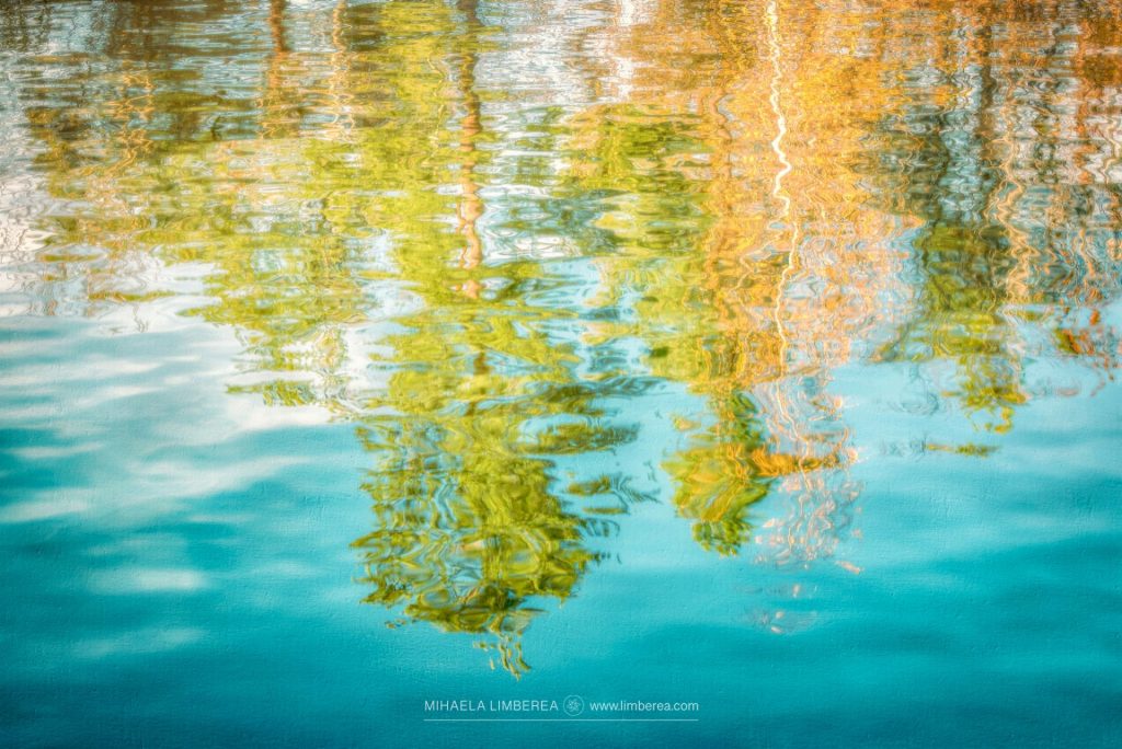 Pine tree reflections in the sea