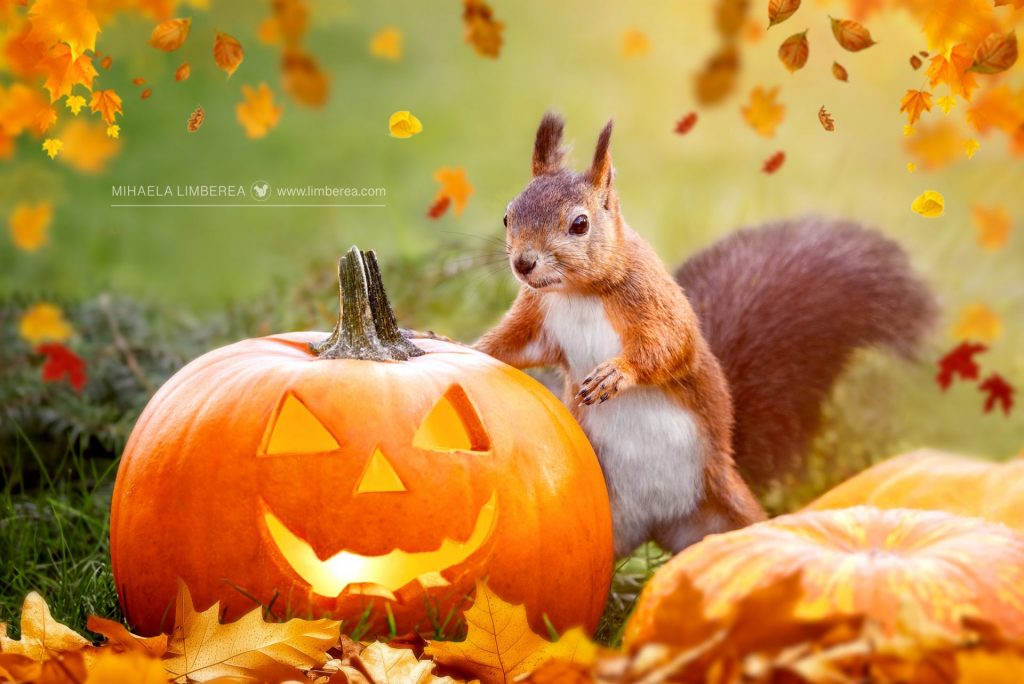 Red squirrel with Halloween pumpkins