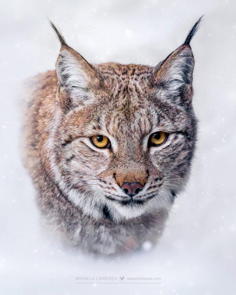 European Lynx (Lynx lynx)