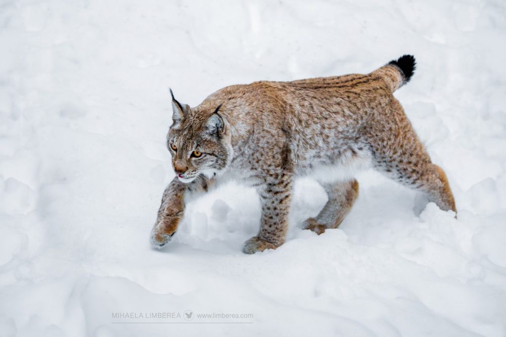 European Lynx (Lynx lynx), Northern Sweden