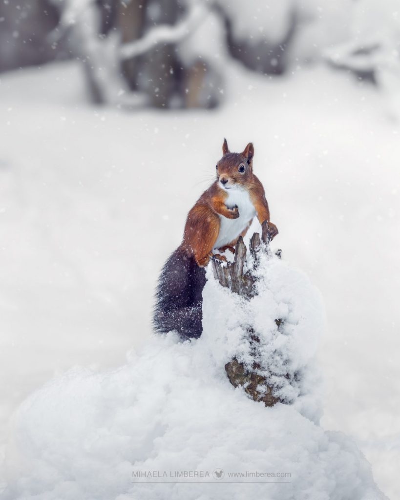 Red Squirrel (Sciurus vulgaris)