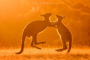 Boxing KI Kangaroos at Sunset