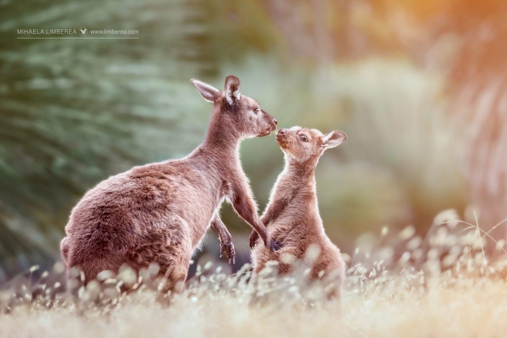 KI Kangaroos
