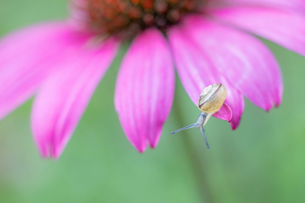 The photo features a close-up of a small snail perched on the edge of a vibrant pink flower petal, an echinacea or coneflower (Echinacea purpurea var. Magnus). The snail's delicate shell and extended tentacles are in sharp focus, contrasting beautifully with the soft, blurred background of green foliage. The flower's rich pink petals radiate outward, creating a striking frame around the snail. The image showcases a shallow depth of field, with the snail and petal edges standing out vividly against the dreamy, out-of-focus surroundings, highlighting the intricate details of both the snail and the flower.