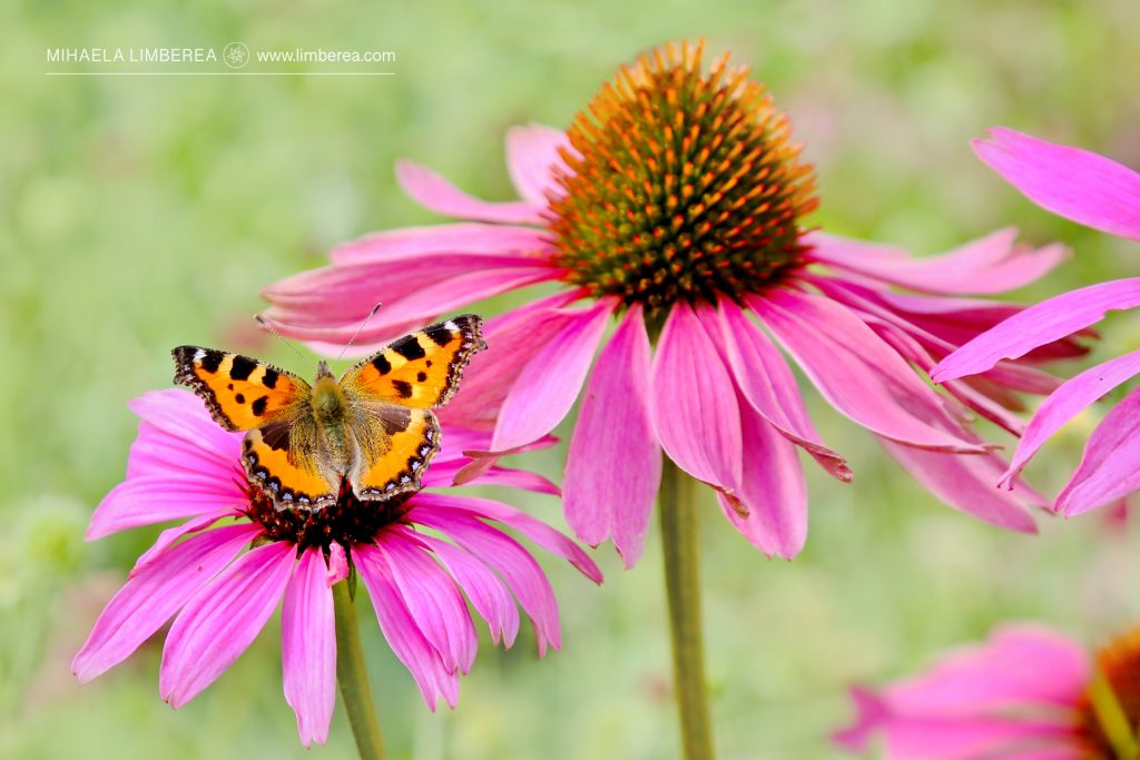 Small tortoiseshell butterfly