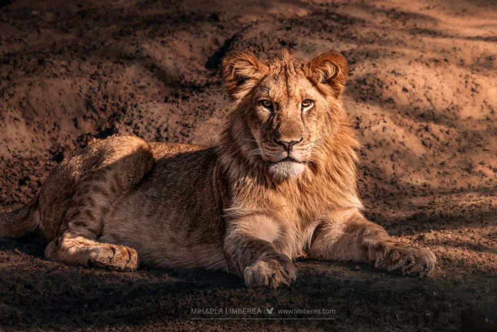 The photo features a young lion (Panthera leo) resting on a dry, earthy ground with a textured, sandy background. The lion has a light brown coat with a developing mane, indicating its youth. Its expression is calm and direct, with golden eyes gazing forward. The lighting is warm, casting soft shadows and highlighting the lion's fur, giving it a majestic yet serene appearance.