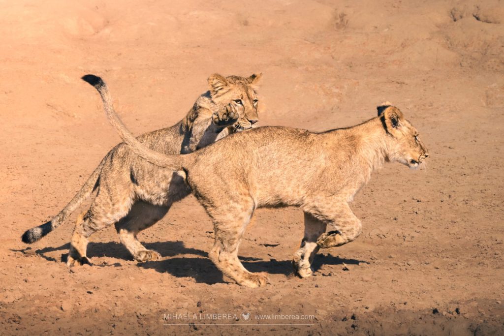 This photo depicts a lively scene of lion cubs (Panthera leo) playing in a sunlit savanna. Two cubs, with their fluffy, light-brown fur and small, rounded ears, are engaged in a playful tussle, one pouncing on the other amid a patch of dry grass. Their paws are raised, and their expressions show a mix of curiosity and joy. The background features a blurred expanse of golden grass and distant acacia trees under a clear blue sky, enhancing the wild, energetic atmosphere.