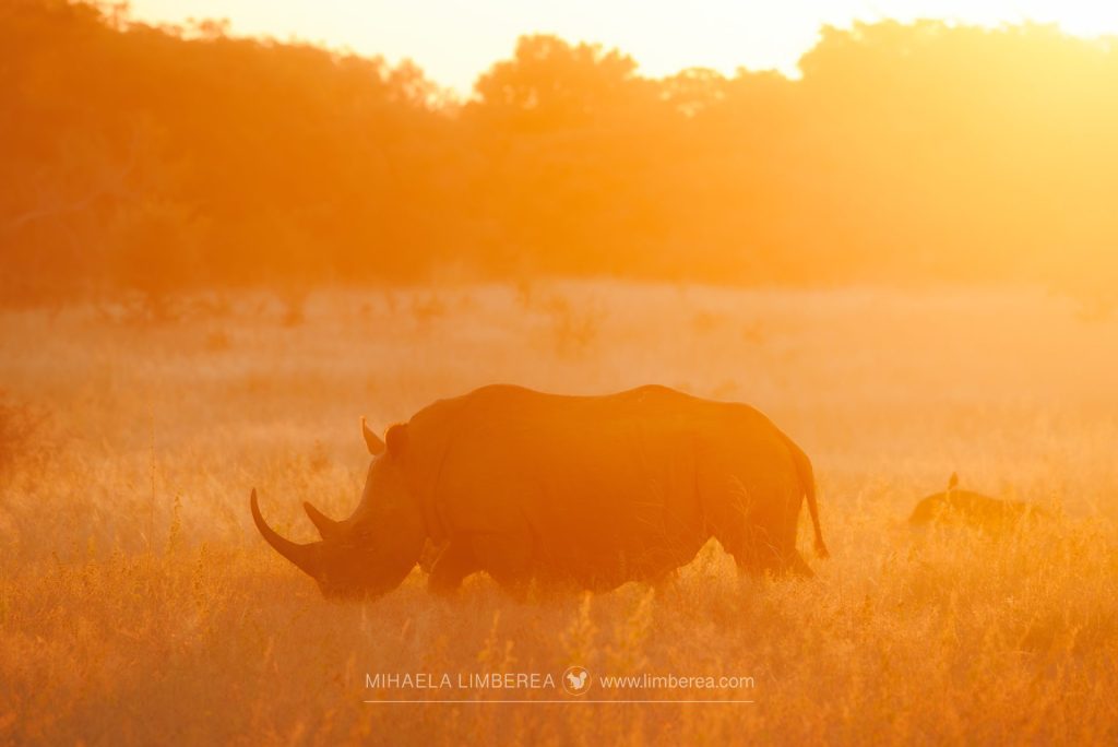 White rhinoceros (Ceratotherium simum)_A tender scene of a rhinoceros and its sleeping baby in a grassy savanna at sunset. The adult rhino, with its thick grey skin and prominent horn, stands protectively beside the calf, which is curled up in the grass, its small body relaxed in slumber. The golden hues of the setting sun cast a warm glow over the pair, highlighting the texture of the grass and the rhino's rugged hide. The background fades into a soft blend of orange and purple skies, creating a serene and intimate moment in the wild.