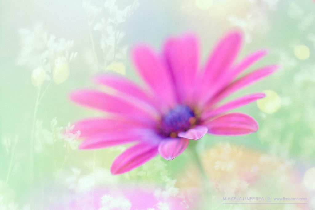 African Daisy