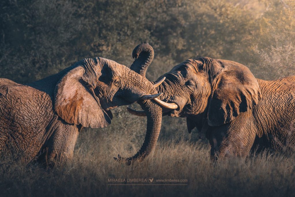 Fighting African elephants (Loxodonta africana)