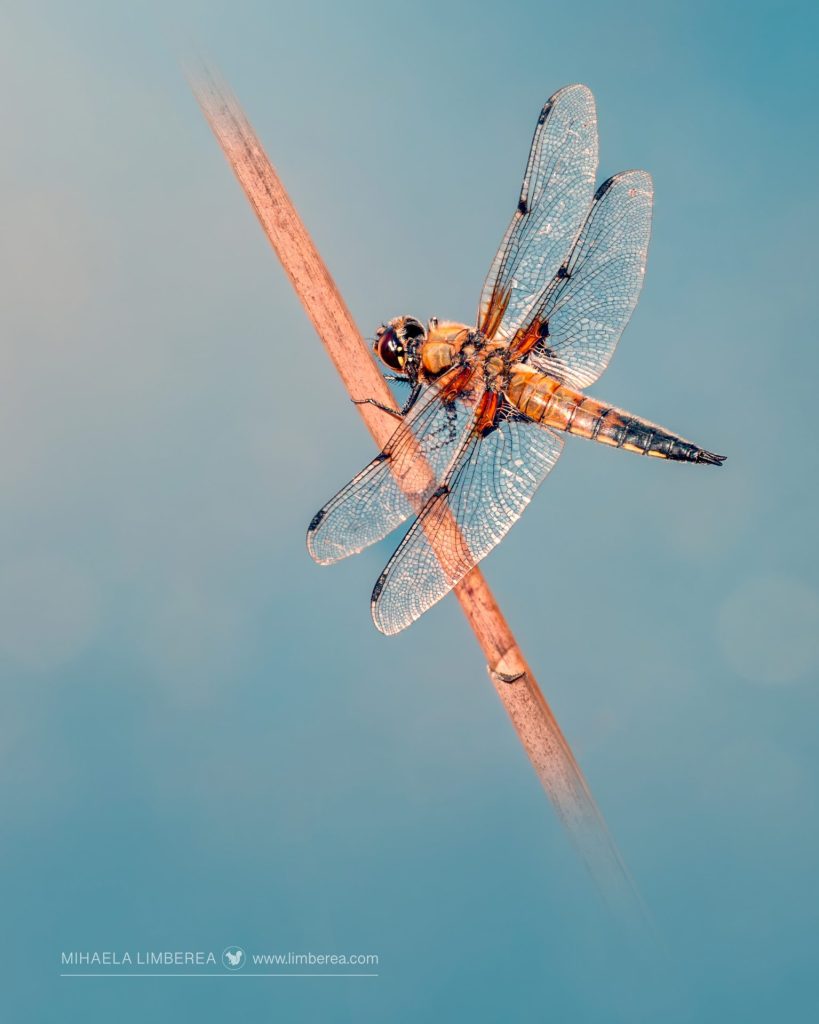 Four-spotted Chaser (Libellula quadrimaculata